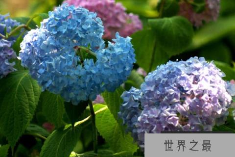 家里不能养的十种花：夹竹桃上榜，绣球花排榜首