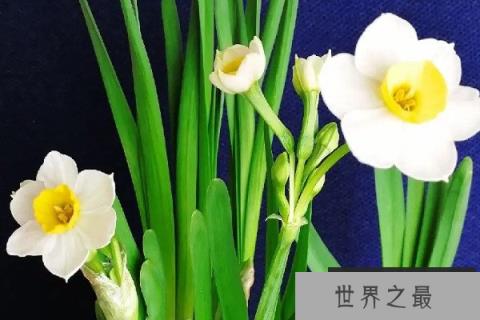 家里不能养的十种花：夹竹桃上榜，绣球花排榜首