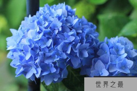 家里不能养的十种花：夹竹桃上榜，绣球花排榜首