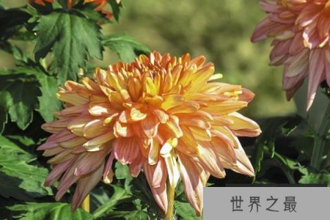 秋天开的花有哪些花？秋天开花的花10种花