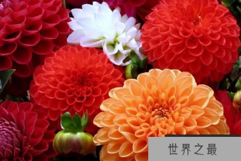 秋天开的花有哪些花？秋天开花的花10种花