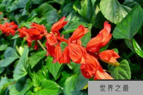 秋天开的花有哪些花？秋天开花的花10种花