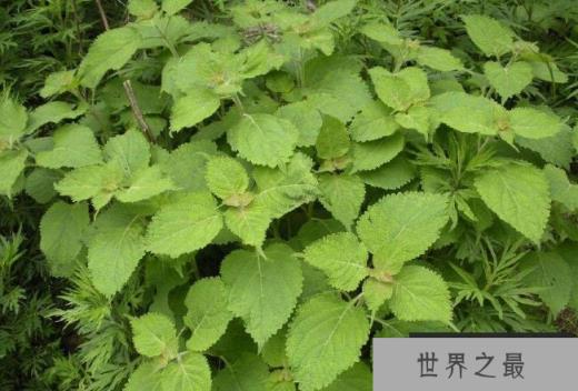 世界十大抗癌植物 最天然的养生方式，你知道了吗