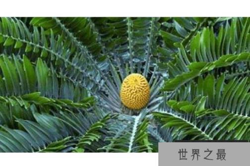 世界十大上濒临灭绝的植物，伍德苏铁居首位