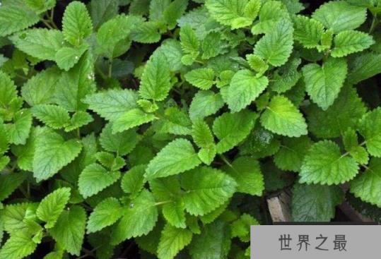 世界十大最香的植物：莳萝居第三，香蜂草得冠军