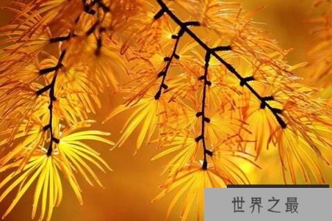 世界十大园林树木，金钱松排在榜首第一名