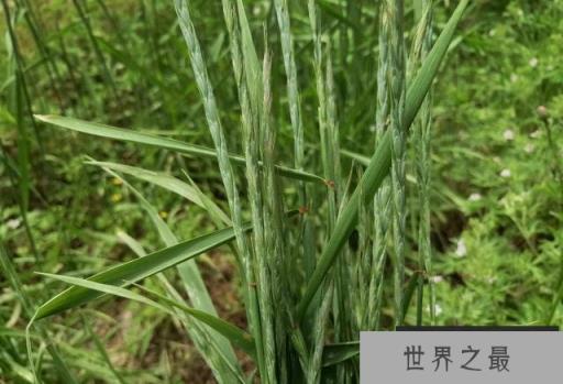 常见的牧草品种有哪些？中国常见的十种牧草