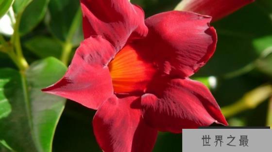 十大最香爬藤的花：紫藤花和红婵花位列榜首