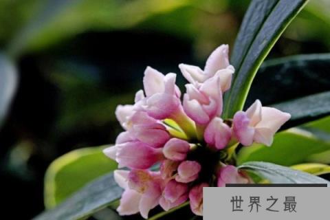 十大最香的耐寒的花：梅花、水仙花双双入榜！