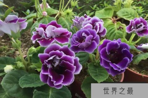 最耐阴的十大漂亮植物：蝴蝶兰榜上有名，你养了吗？