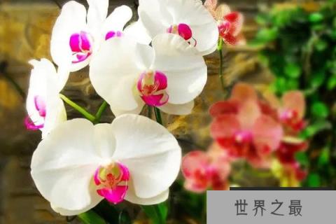 最耐阴的十大漂亮植物：蝴蝶兰榜上有名，你养了吗？