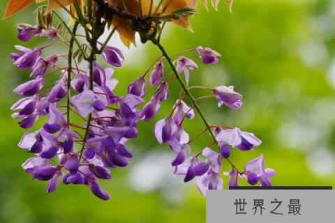 世界十大最凄凉的花：蒲公英上榜，紫藤花居首