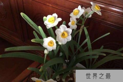 世界十大最凄凉的花：蒲公英上榜，紫藤花居首