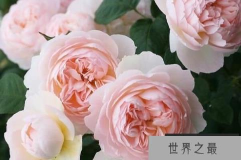 奥斯汀十大经典月季：银禧庆典上榜，草莓山居首