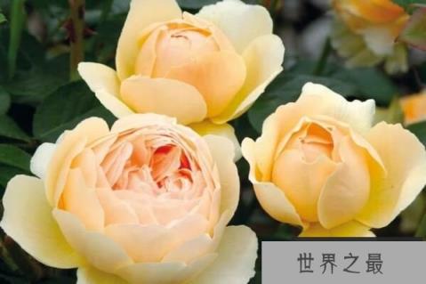 奥斯汀十大经典月季：银禧庆典上榜，草莓山居首