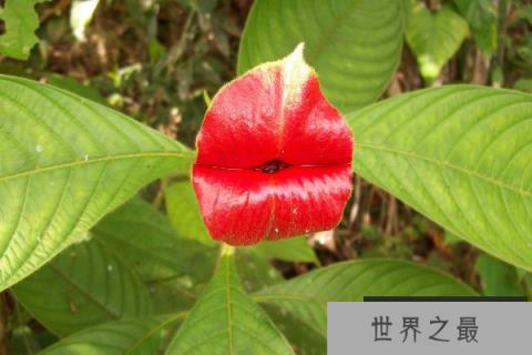 世界上最性感的花：嘴唇花犹如女人的红唇