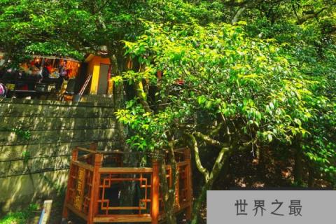 世界上最罕见的树：普陀鹅耳枥全球仅一棵，堪比大熊猫