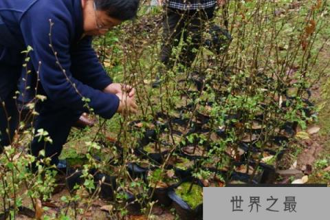 世界上最罕见的树：普陀鹅耳枥全球仅一棵，堪比大熊猫