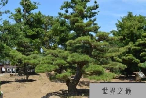 耐旱的景观树木有哪些？最耐旱的十大绿化树种