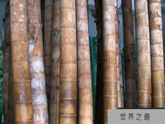 世界上最高最粗的竹子：巨龙竹最高可达45米