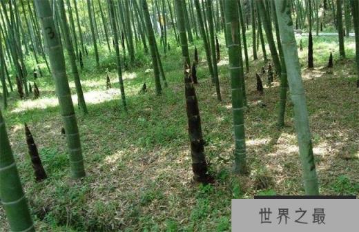 世界上最高最粗的竹子：巨龙竹最高可达45米