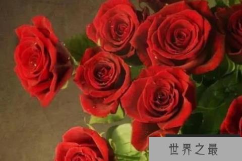 世界最著名的十大国花：鸢尾、和玫瑰双双入榜！