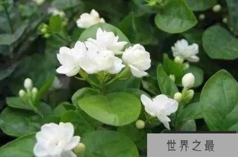 世界最著名的十大国花：鸢尾、和玫瑰双双入榜！