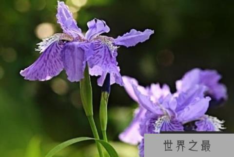 世界最著名的十大国花：鸢尾、和玫瑰双双入榜！