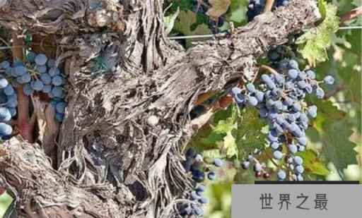 世界上最古老的葡萄树：树龄有176年，每年产7吨葡萄
