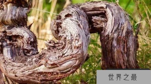 世界上最古老的葡萄树：树龄有176年，每年产7吨葡萄