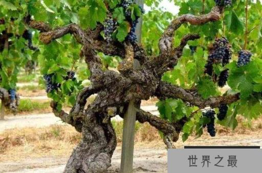 世界上最古老的葡萄树：树龄有176年，每年产7吨葡萄