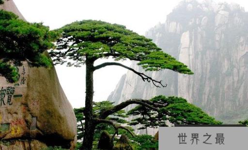 黄山迎客松