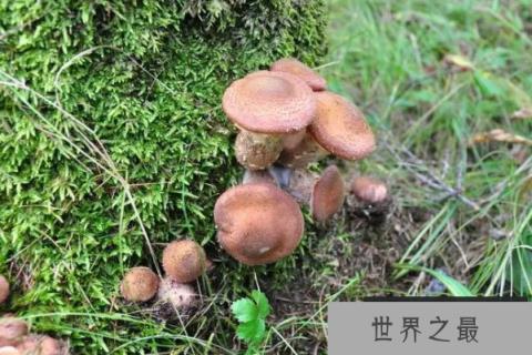 世界最大蘑菇长了2800多年：重达上千吨，占地10平方公里