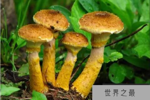 蘑菇的寿命有多长