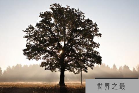 世界上最孤单的树：坎贝尔岛锡卡云杉仅一颗