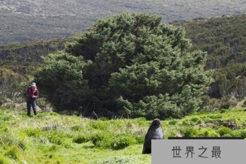 世界上最孤单的树：坎贝尔岛锡卡云杉仅一颗