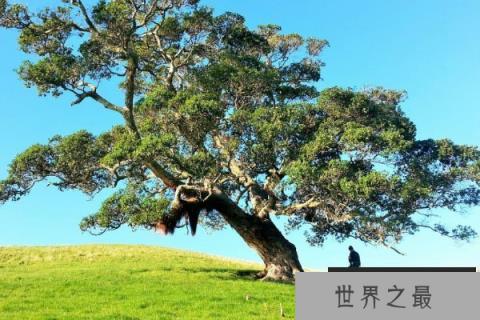 世界上最孤单的树：坎贝尔岛锡卡云杉仅一颗