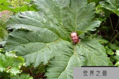 世界上最大的树叶：大根乃拉草最长3米宽
