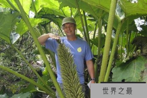世界上最大的树叶：大根乃拉草最长3米宽