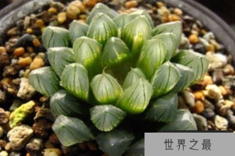 50种小贵货多肉植物