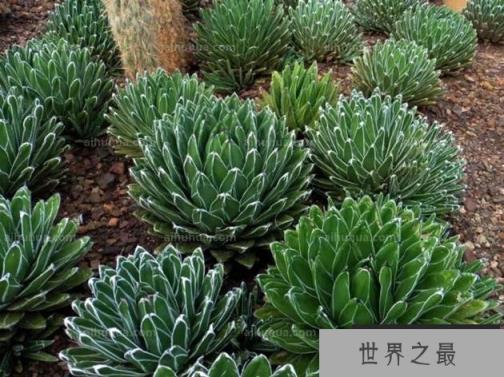 50种小贵货多肉植物