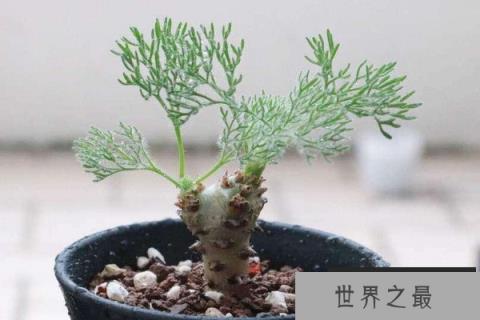 世界上珍贵的花排行榜，白皮月界像暗夜里的精灵