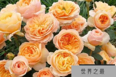朱丽叶玫瑰