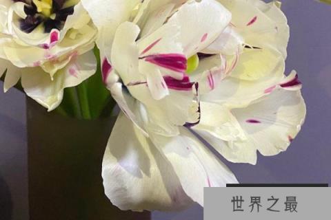 变色郁金香