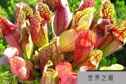 世界上最具有诱惑力的植物：瓶子草瓶口布满花蜜