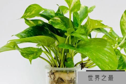 电脑旁边适合放什么植物：绿萝、仙人球榜上有名