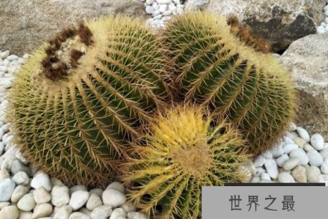 仙人球