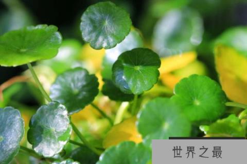 铜钱草