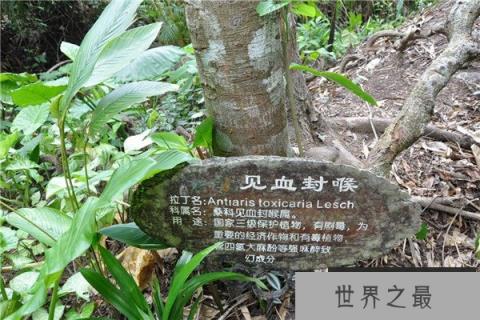 世界十大毒王植物，乌头被称为“毒药女王” 1357vip.com世界之最