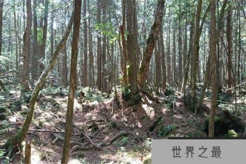 世界十大毒王植物，乌头被称为“毒药女王” 1357vip.com世界之最